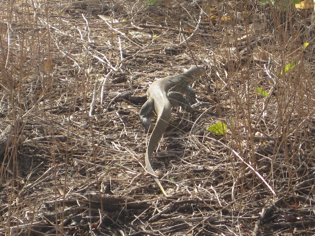 Reptil en la Reserva de Bandia, Senegal