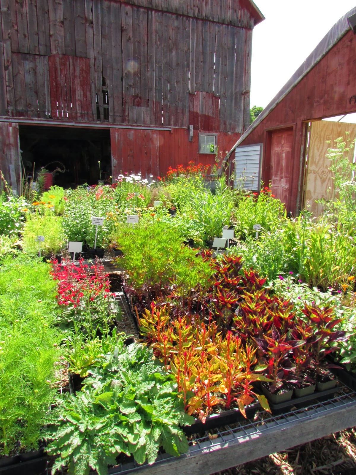 Canadiangardenjoy Lust List For Shrubs And A Question