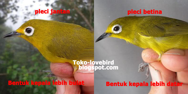 Kupas Tuntas Ciri Perbedaan Pleci Jantan dan Betina