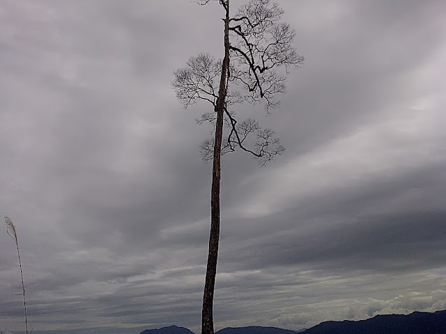 pohon abadi