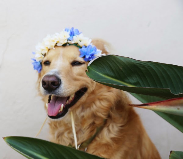 Acute Designs diy doggie flower crowns a wedding shower diy