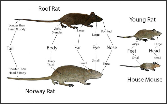 types of rats