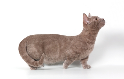 Animal Photo Munchkin Cat Breed