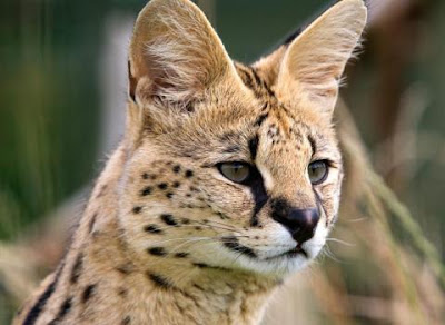 Serval+Cat Serval+Cat