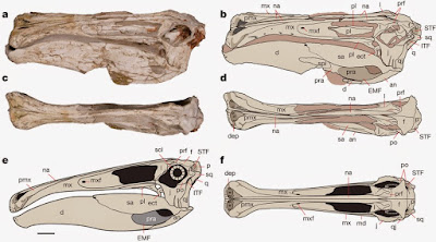Deinocheirus skull