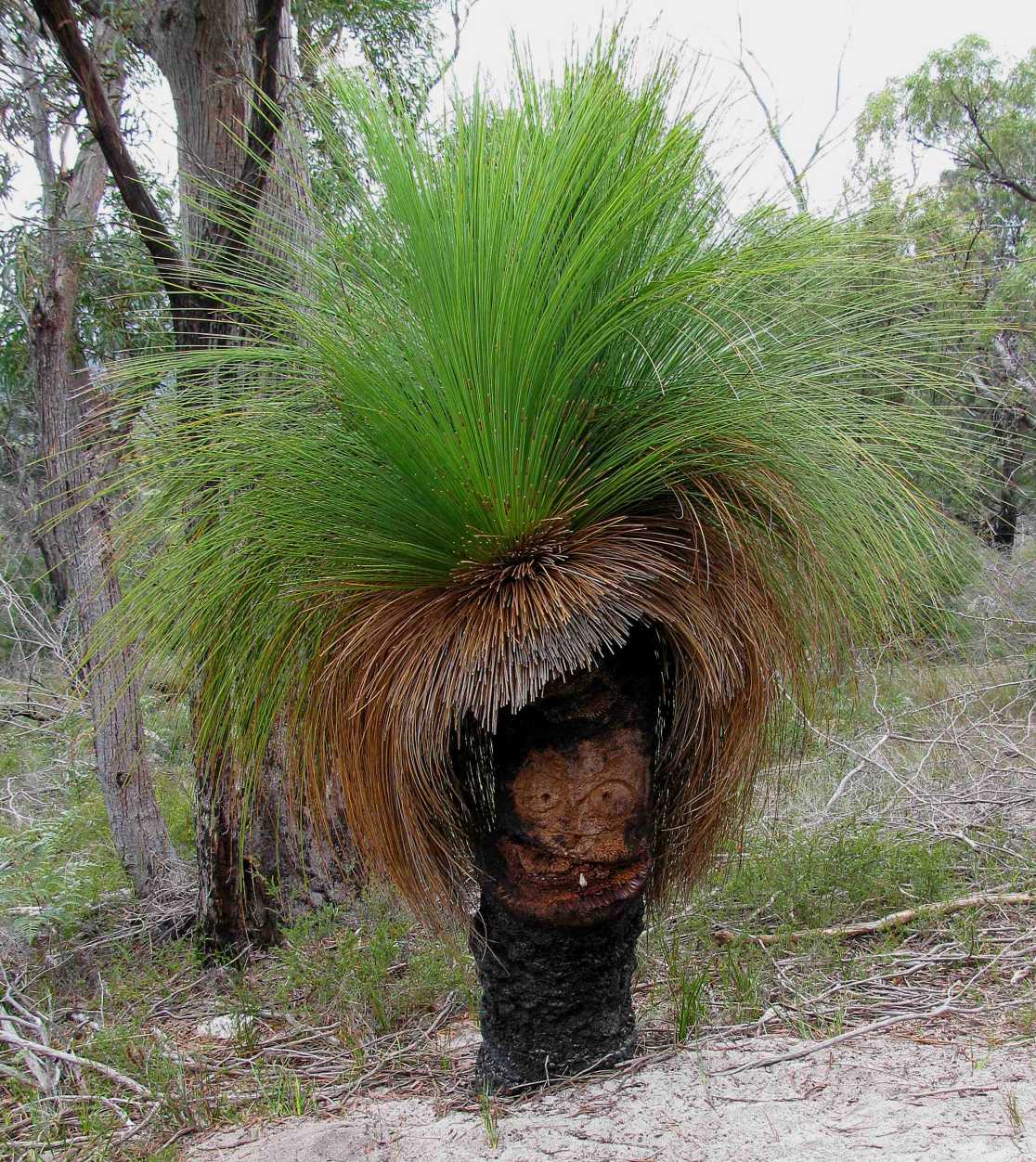 TYWKIWDBI ("TaiWikiWidbee") A "grasstree"