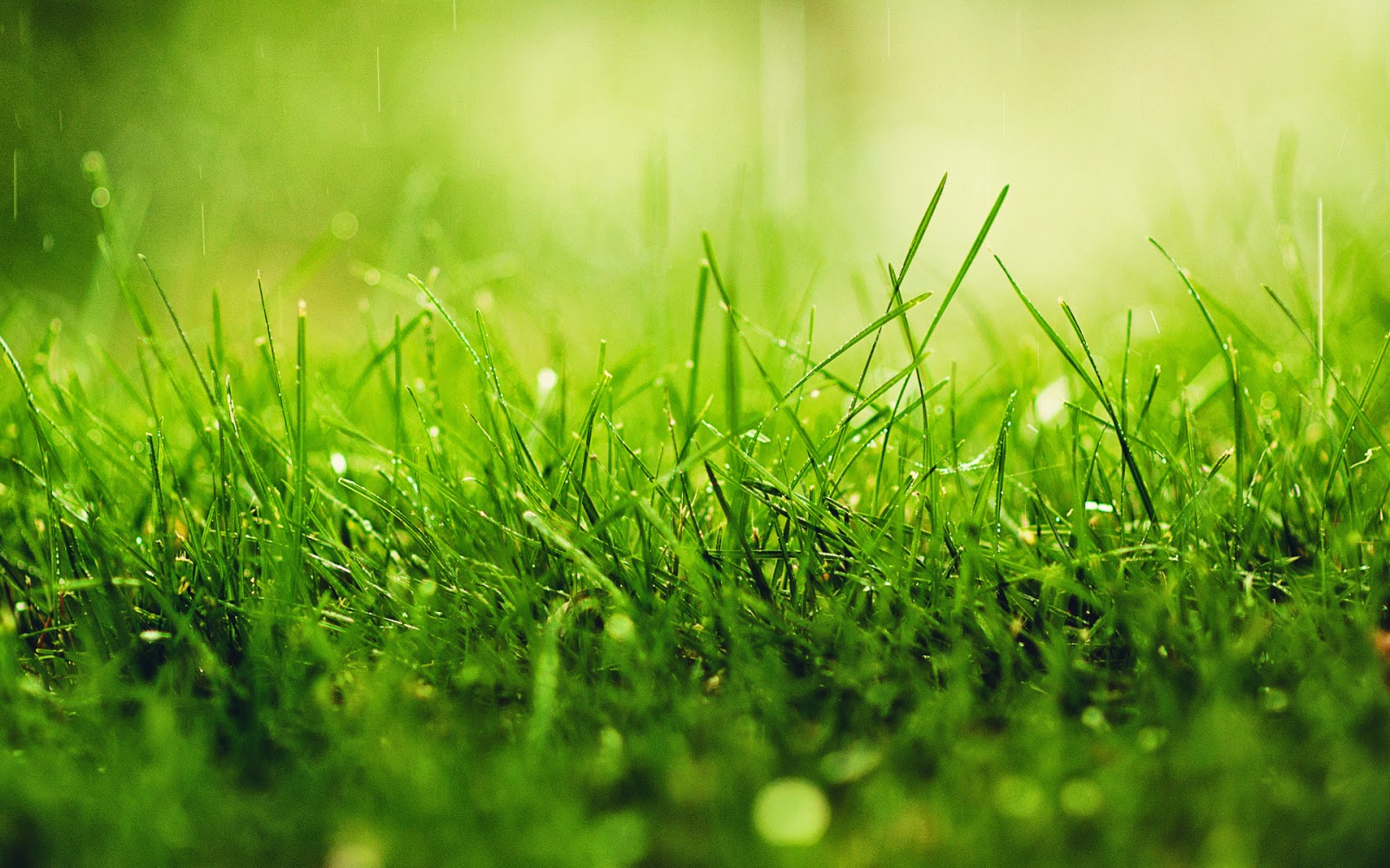 HD Rain Backgrounds, Rain Wallpaper | Picture Gallery