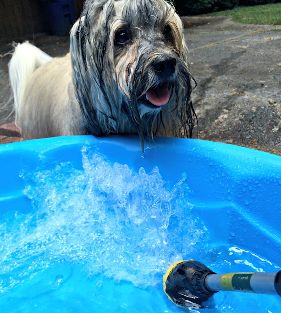 Rocco Havanese dog backyard doggie pool