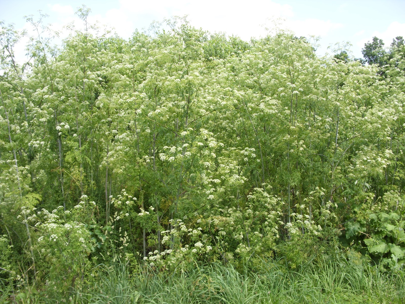 Franklin County (PA) Gardeners Weeds Part 1 Poison Hemlock