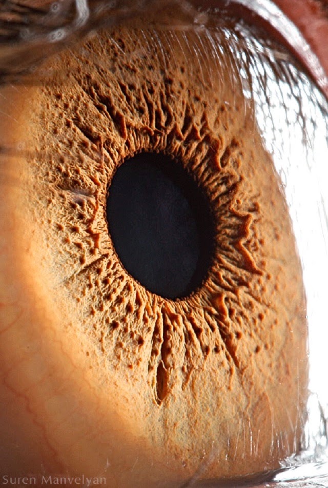 Incredible Closeup Images of Human Eyes Unbelievable Info