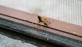 Excellent looking wasp Excellent looking wasp