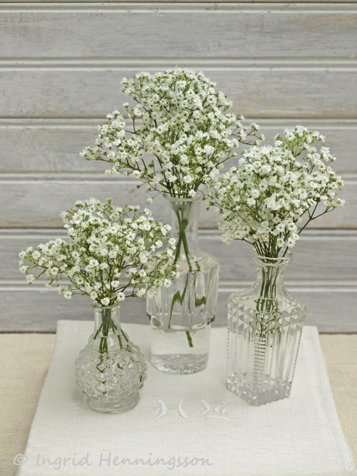 ...OF SPRING AND SUMMER... Floral Favourites 1 Gypsophila Baby