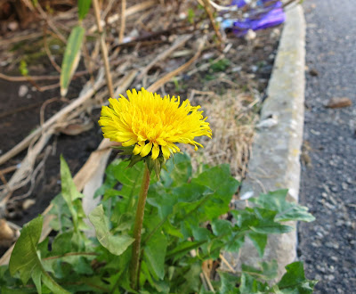 Dandelion flower at the street edge of an untended garden.