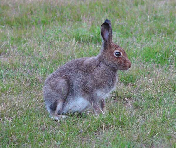 Pictures Of Hares