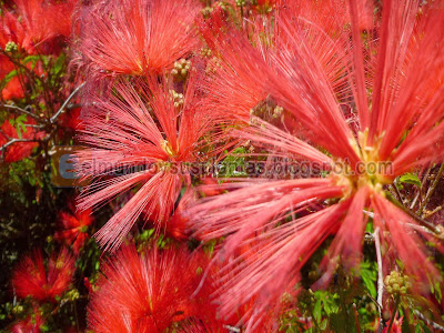 Flores de Plumerillo rojo