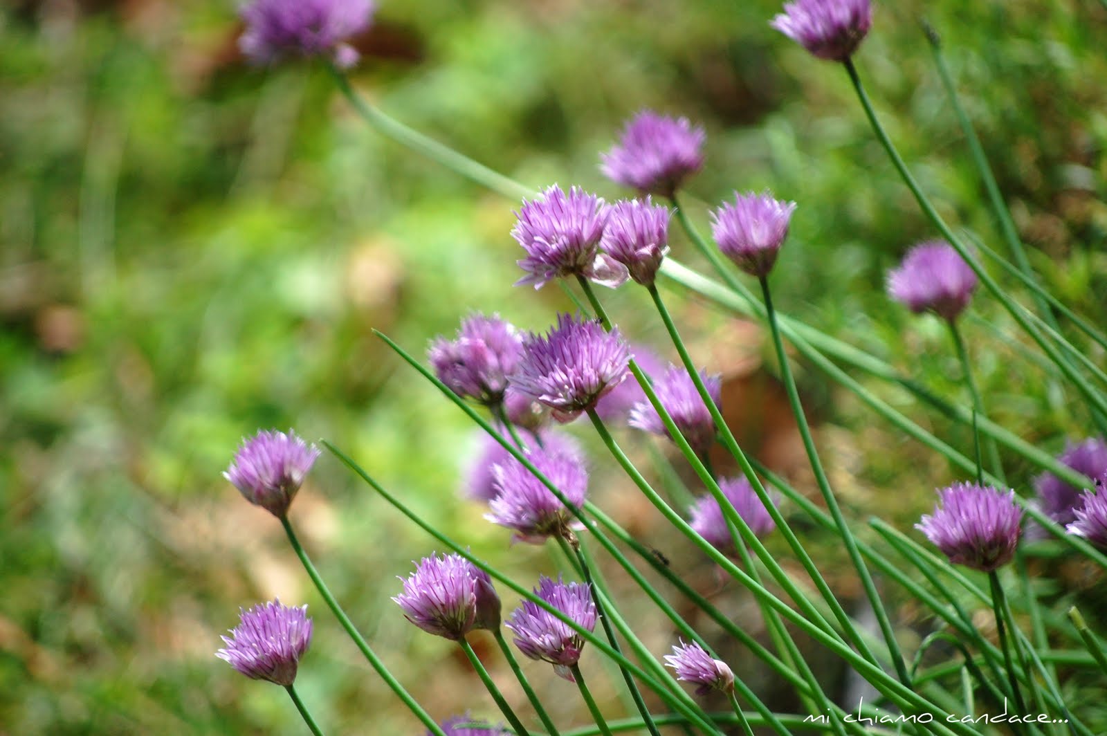 Mi Chiamo Candace... Potato Salad w/ Honey Thyme Vinaigrette