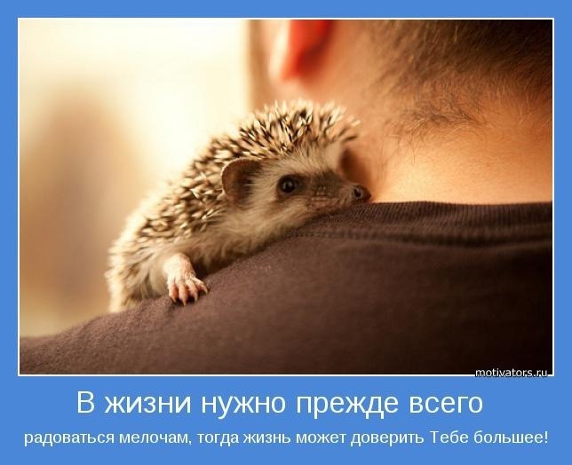 Радоваться мелочам Радуйся, Ёжик, Эмоциональный застой и тревогу, Большое путешествие, Право выбора