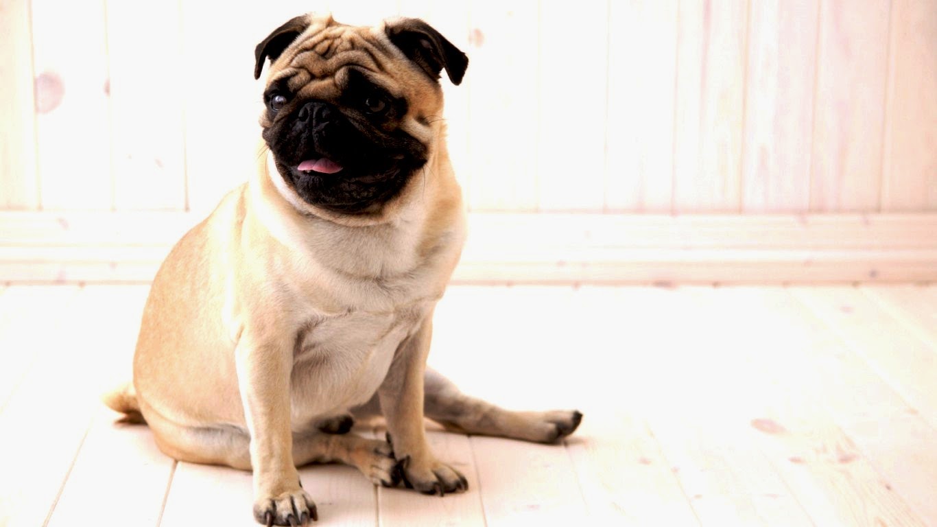 Free Download 3d Cg Pc Wallpapers