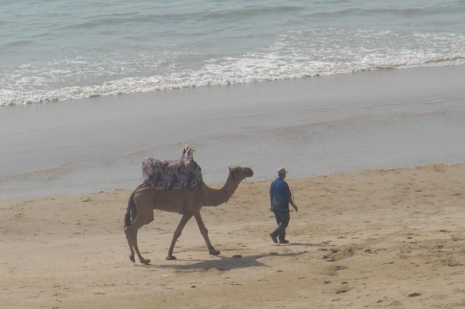 Camel walking along the beach in Agadir...