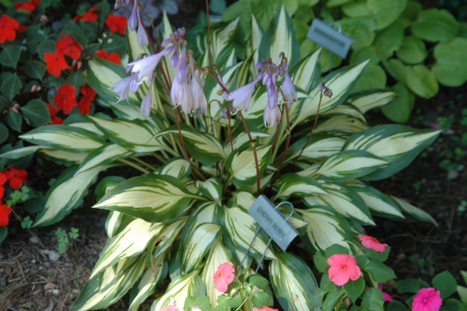 UNUSUAL HOSTA PLANTCHERRY BERRYRED STEMS & SEED PODS,VARIEGATED