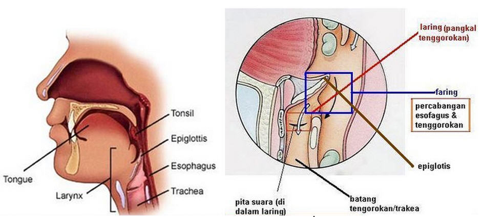 Saluran Pencernaan makanan sekedar catatan kecil