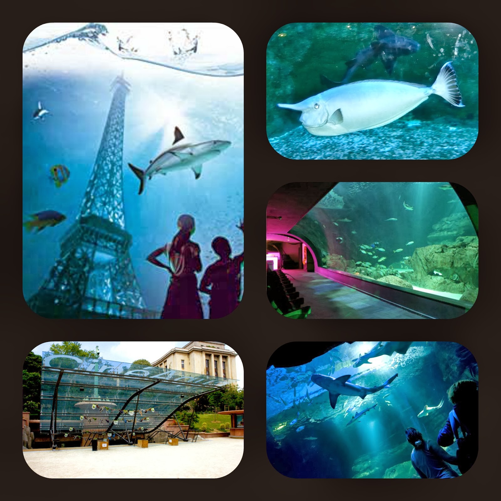 rencontre parisienne eau et cinema