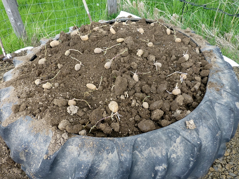 Rural Revolution Putting in potato beds