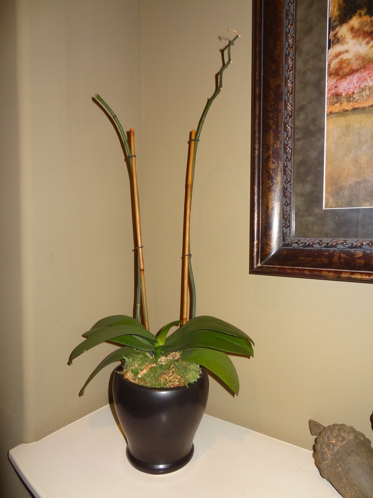 Jo Traveler Orchids at Home