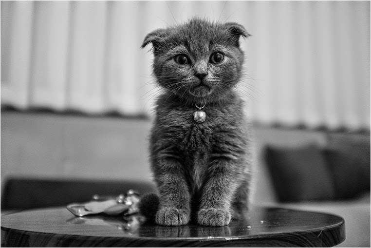 Compact Camera, Best Photo of the Day in Emphoka by Mehmet Esen, Fujifilm X100S, https://flic.kr/p/kfgCvK Compact Camera, Best Photo of the Day in Emphoka by Mehmet Esen, Fujifilm X100S, https://flic.kr/p/kfgCvK