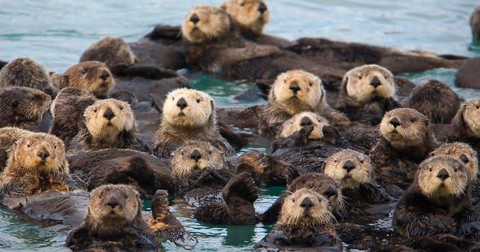 Earthmanpdx: Ecological Otters