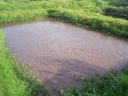 Businessbro Ternak Lele Kolam Tanah