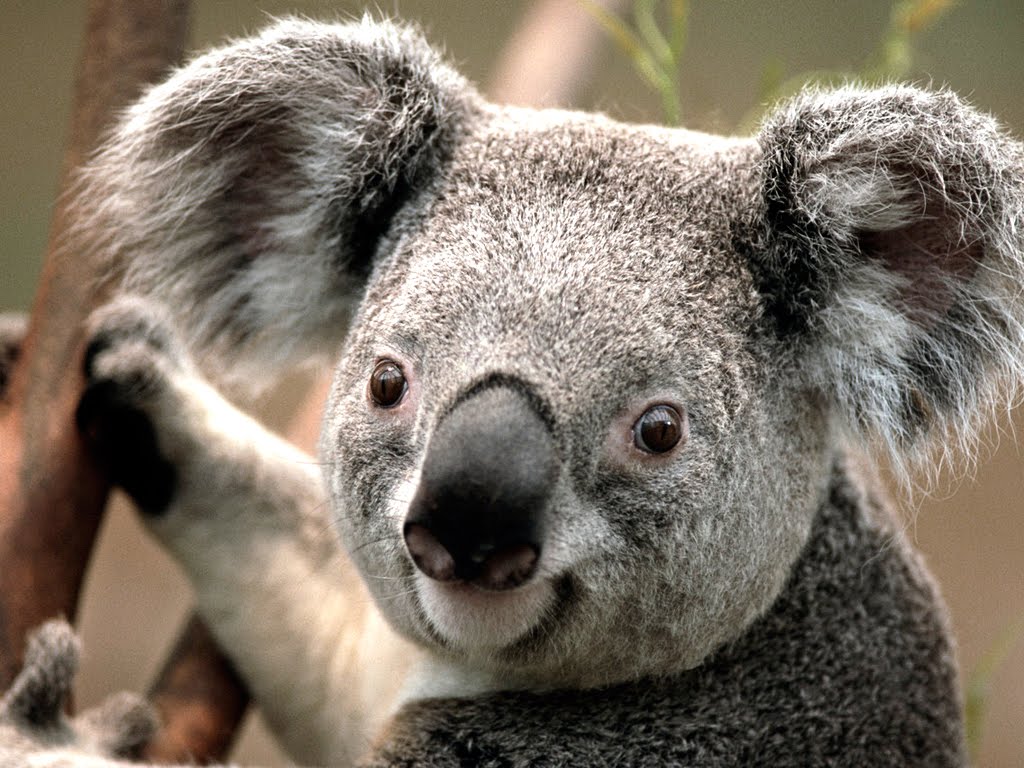 Foto Koala