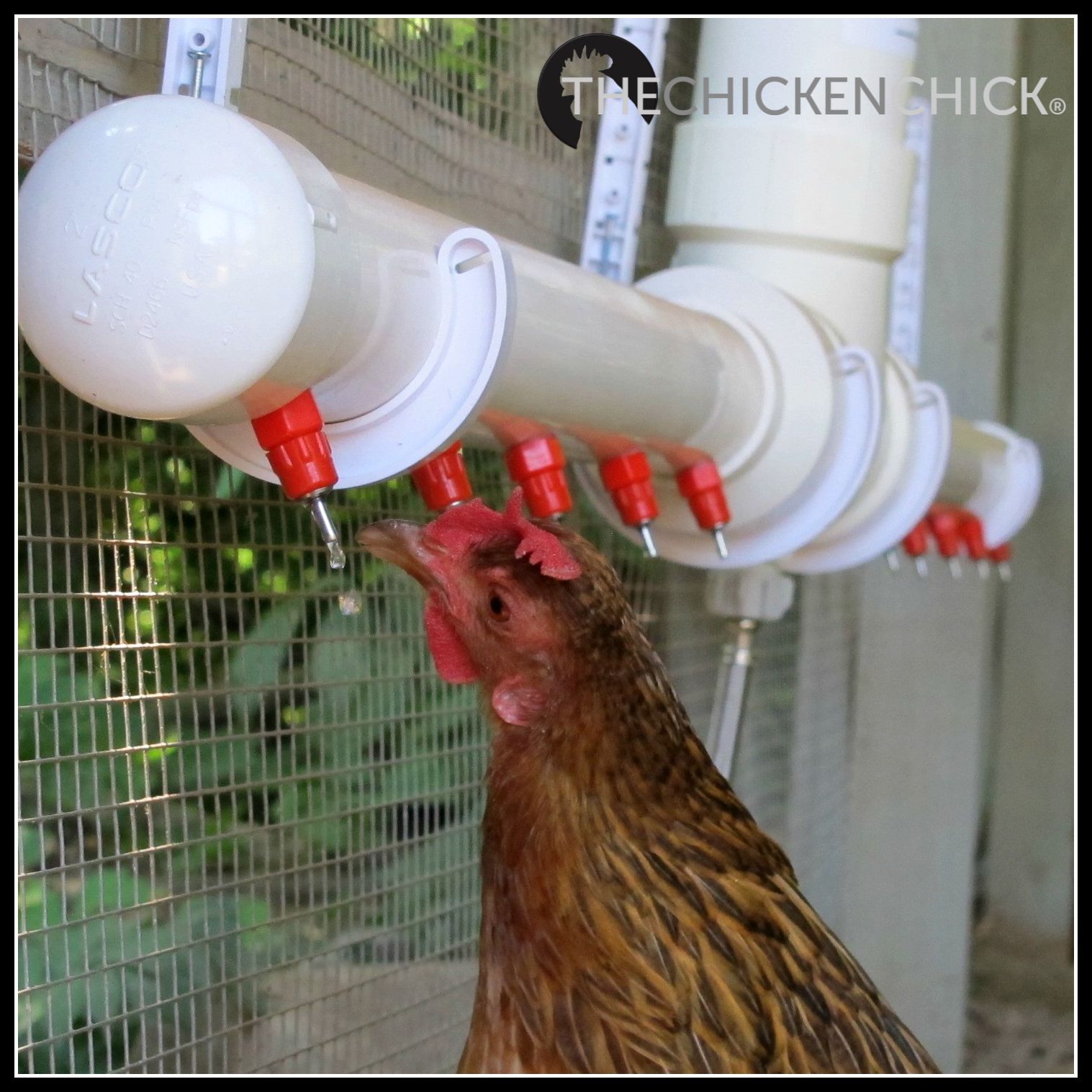 Chicken Checkup DIY Physical Exam The Chicken Chick®