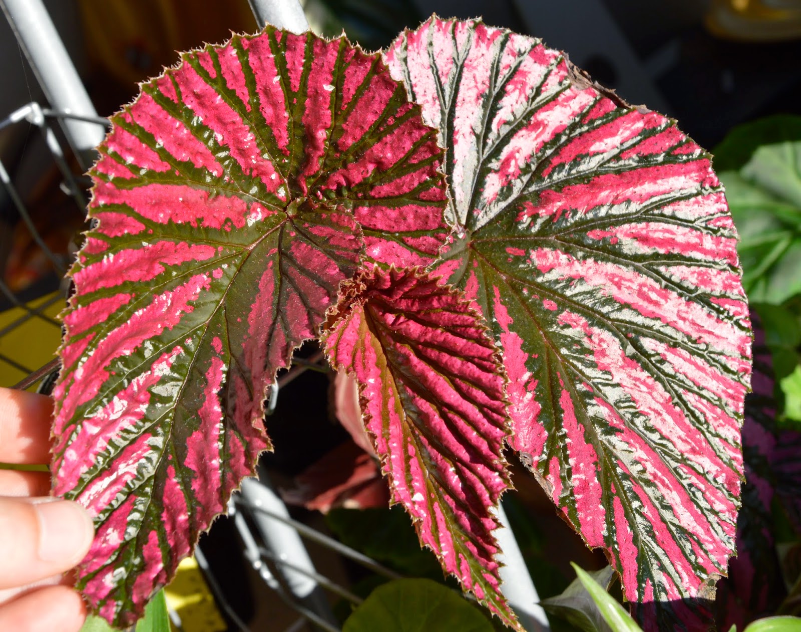 Botanische Raritäten Sammlung seltener Begonia species
