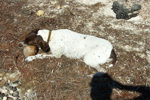 Libby Makes a Big Discovery...