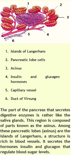 The Fact Of Creation: The Bodys Secret Supporter: The Pancreas