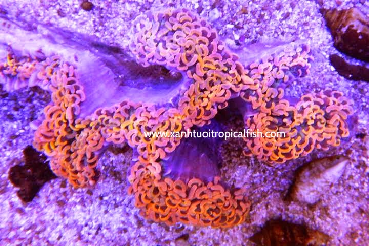 Red torch coral