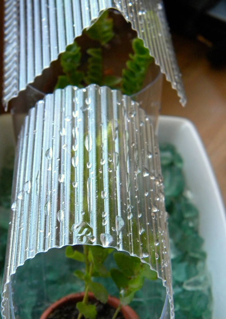 homework a creative blog Upcycling plastic greenhouses