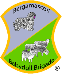 Bergamascos' Babydoll Brigade
