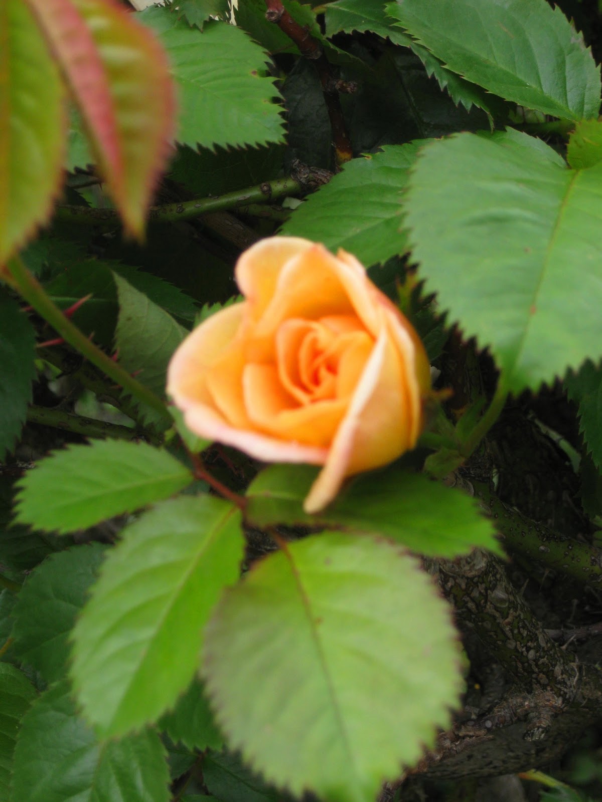 Good Shepherd Church Gerard Majella, Powerful Man of God Protector