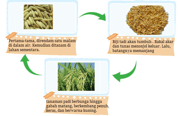 Membuat Kolase Daur Hidup Padi | daur hidup tanaman padi mikirbae Membuat Kolase Daur Hidup Padi | daur hidup tanaman padi mikirbae