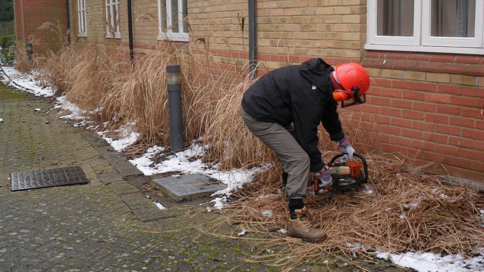 Worcester College Gardeners 20092018 Cutting Down The Ornamental Grasses