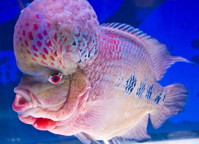 Flowerhorn The Hybrid Cichlids: Flower Horn Fish