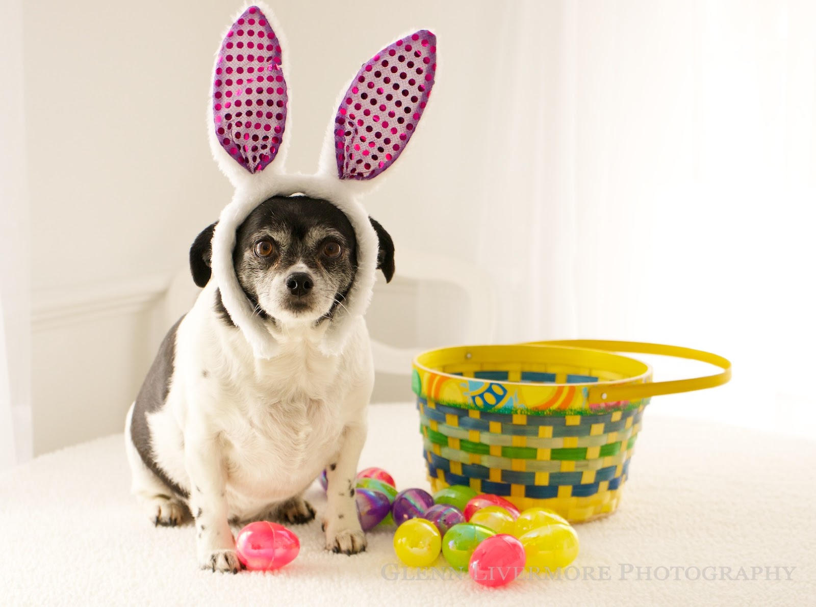 family easter picture ideas with pets