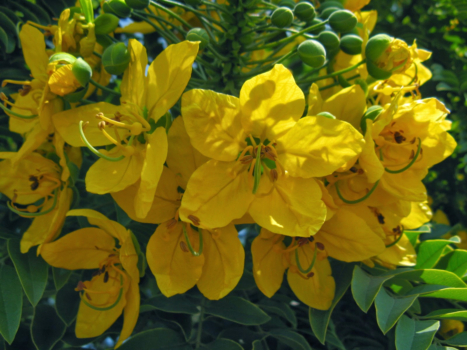 Trees of Santa Cruz County Cassia leptophylla Gold Medallion Tree