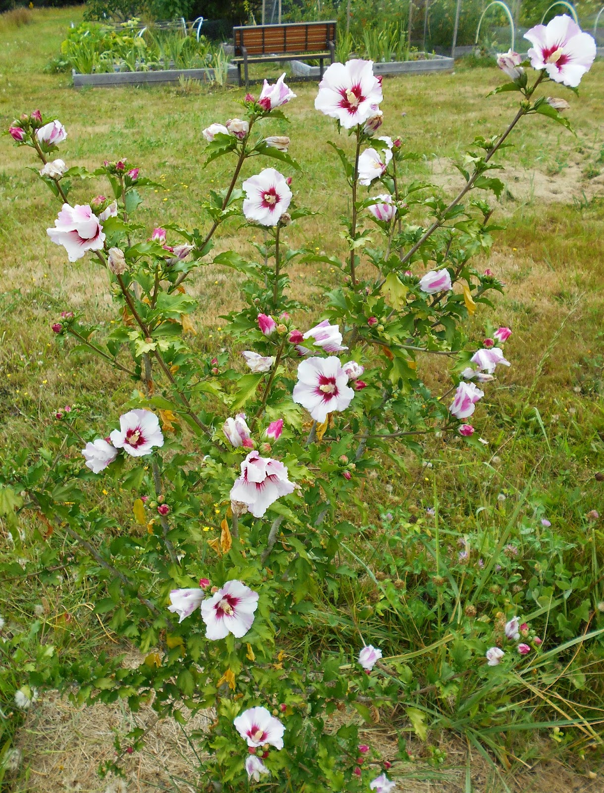 Growing Greener in the Pacific Northwest Rose of Sharon 8.13.14