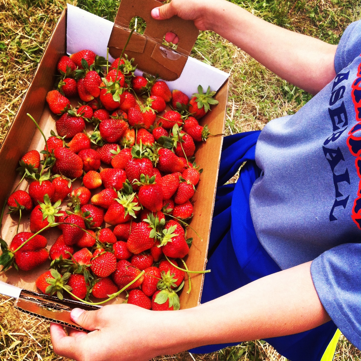 Thing To Do Strawberry Picking! Charisa Darling