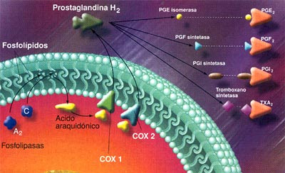 Antiinflamatorios no esteroides que es