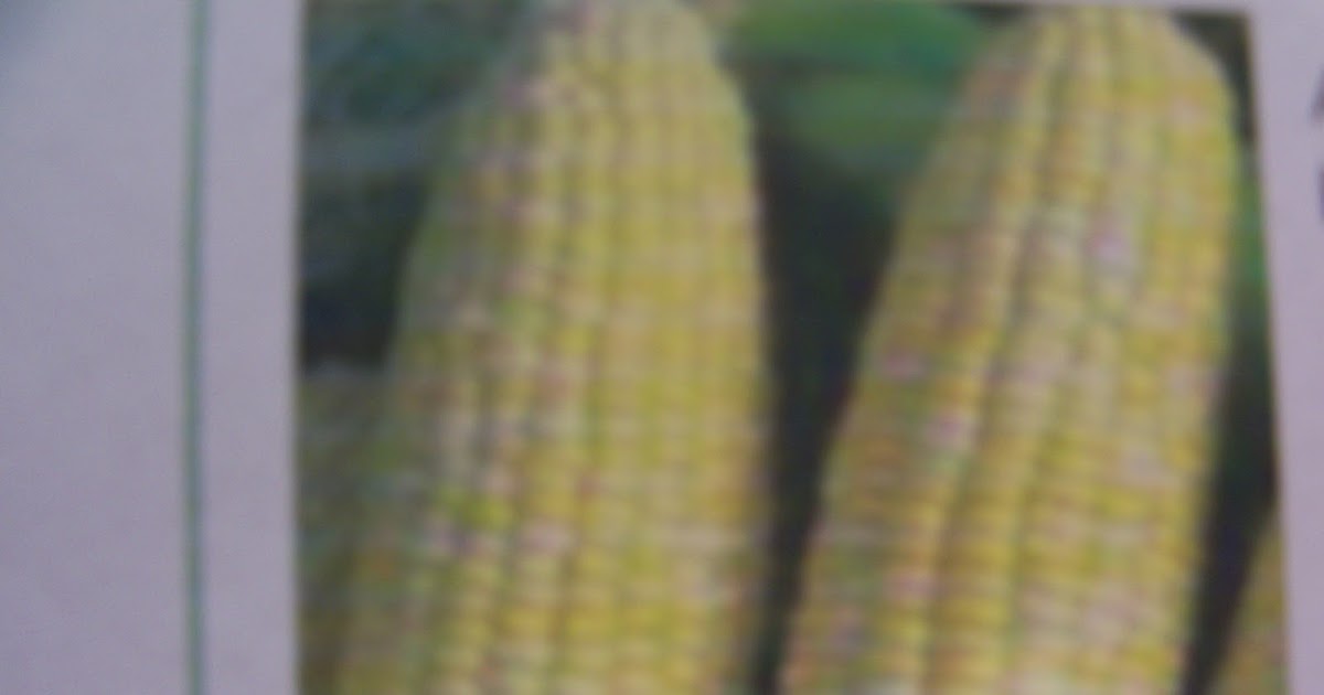 Sweet Corn Peaches and Cream ( How To Grow ) Garden The Easy Way