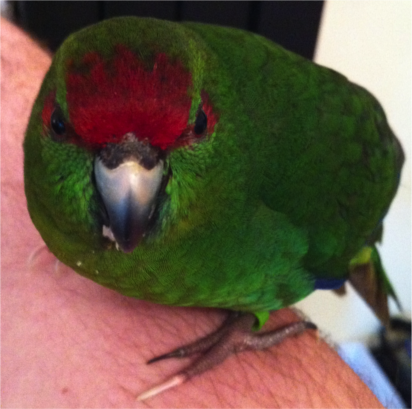 Mostly Open Ocean Selection on beak size in birds